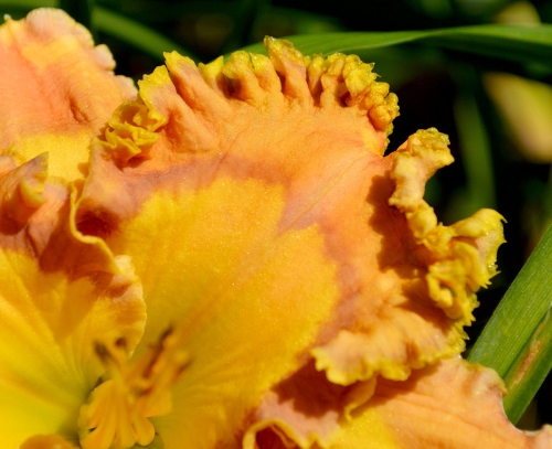 Daylily-Buckskin-Mocassins-Petal-1200w-DSC 0377