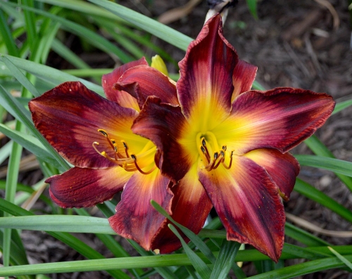 Daylily-Burnin-Down-The-House-1200h-DSC 0459