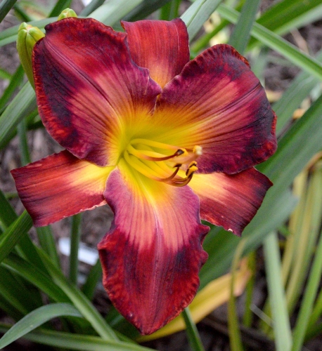 Daylily (Hemerocallis) Burnin' Down The House