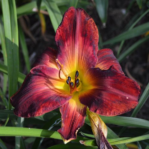 Daylily-Burnin-Down-The-House-1200x-DSC 0074