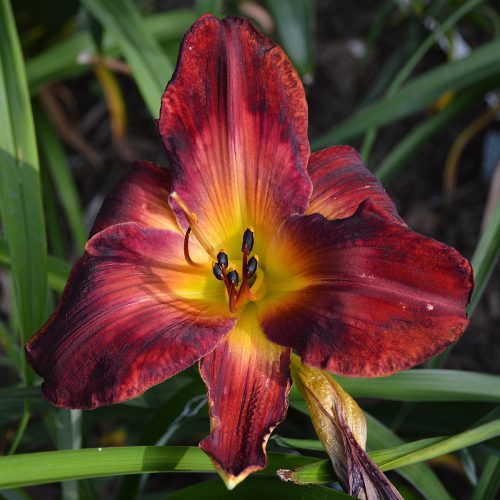 Daylily-Burnin-Down-The-House-1200x-DSC 0077