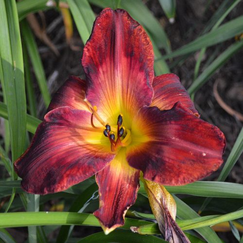 Daylily-Burnin-Down-The-House-1200x-DSC 0079