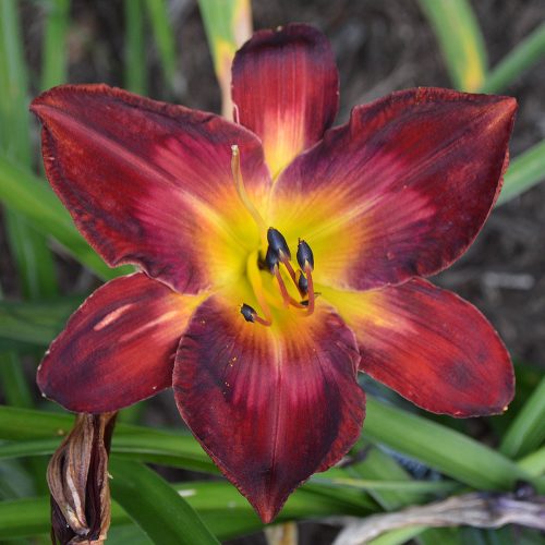Daylily-Burnin-Down-The-House-1200x-DSC 0231