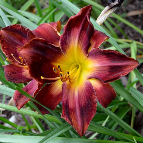Daylily-Burnin-Down-The-House-1200x-DSC 0460