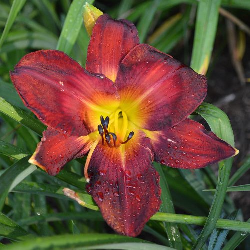 Daylily-Burnin-Down-The-House-1200x-DSC 0587