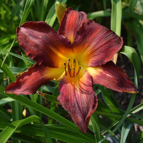 Daylily-Burnin-Down-The-House-1200x-DSC 0734
