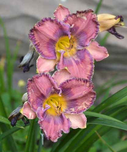 Daylily-Burst-Into-Bloom-1200w-DSC 0417