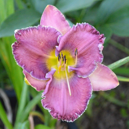 Daylily-Burst-Into-Bloom-1200x-DSC 0015