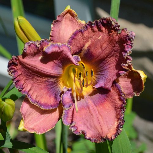 Daylily-Burst-Into-Bloom-1200x-DSC 0356