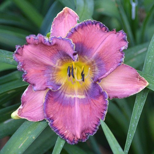 Daylily-Burst-Into-Bloom-1200x-DSC 0620