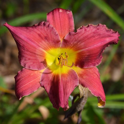 Daylily-Cameroons-Twister-1200x-DSC 0009