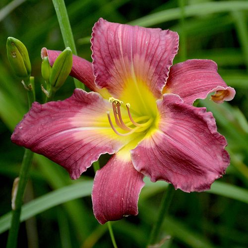 Daylily-Cameroons-Twister-1200x-DSC 0025