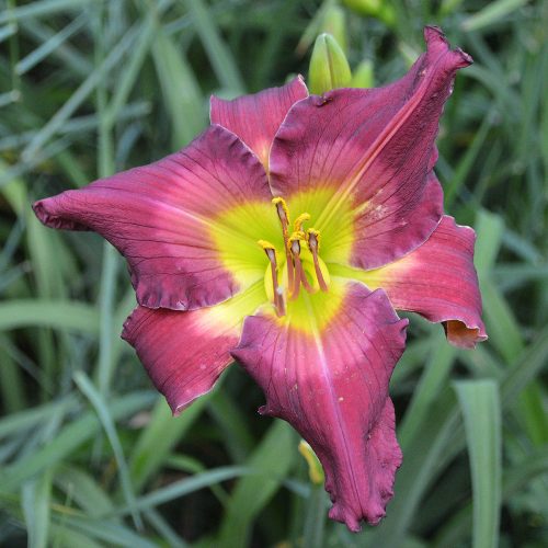 Daylily-Cameroons-Twister-1200x-DSC 0034