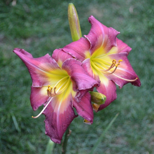 Daylily-Cameroons-Twister-1200x-DSC 0039