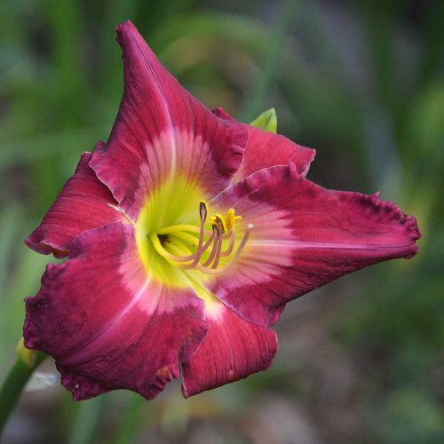 Daylily-Cameroons-Twister-1200x-DSC 0055
