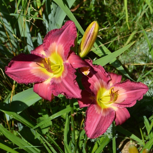 Daylily-Cameroons-Twister-1200x-DSC 0311