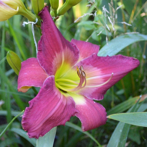 Daylily-Cameroons-Twister-1200x-DSC 0352
