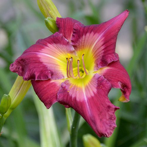 Daylily-Cameroons-Twister-1200x-DSC 0370