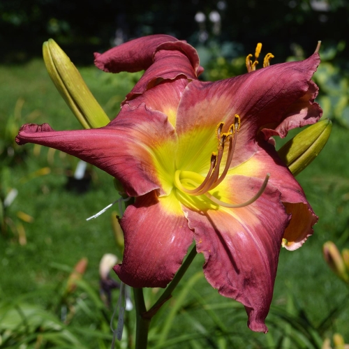 Daylily-Cameroons-Twister-1200x-DSC 0462