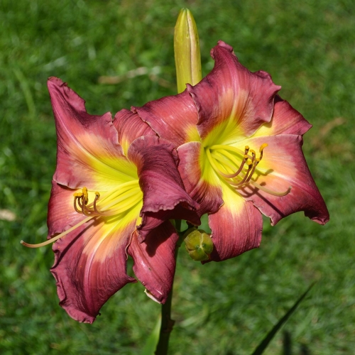 Daylily-Cameroons-Twister-1200x-DSC 0463