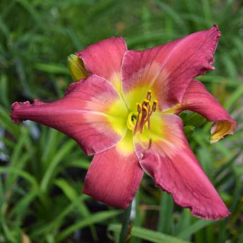 Daylily-Cameroons-Twister-1200x-DSC 0543