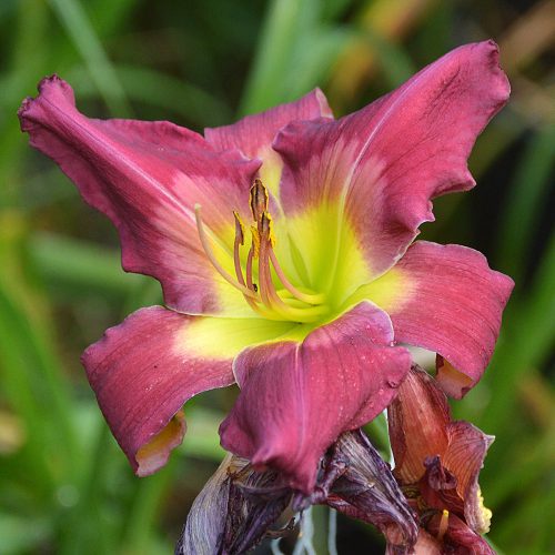 Daylily-Cameroons-Twister-1200x-DSC 0558