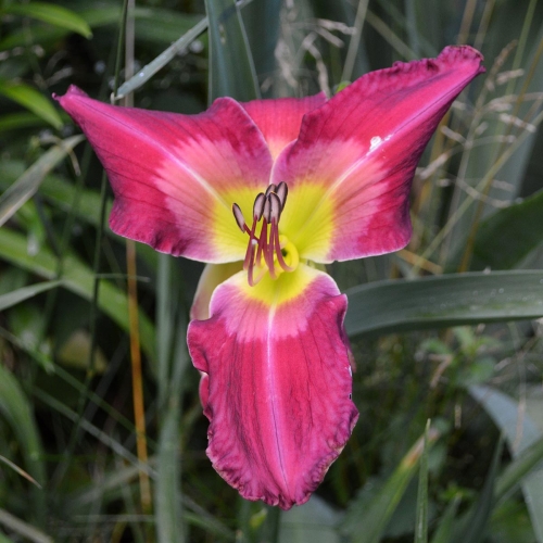 Daylily-Cameroons-Twister-1200x-DSC 0680