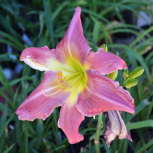 Daylily-Cameroons-Twister-1200x-DSC 0836