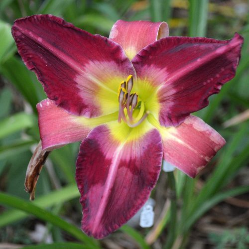 Daylily-Cameroons-Twister-1200x-DSC 0980