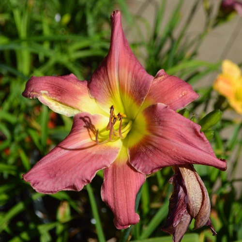 Daylily-Cameroons-Twister-DSC 0759