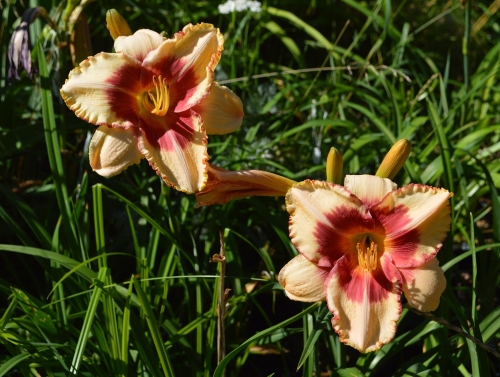 Daylily-Candy-Bandit-1200h-DSC 0542