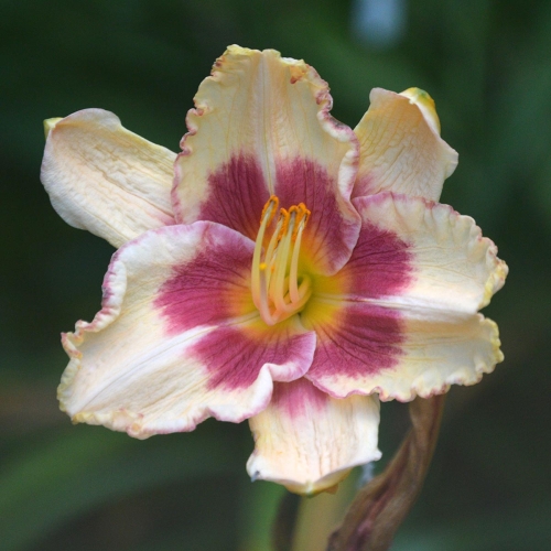 Daylily-Candy-Bandit-1200x-DSC 0256