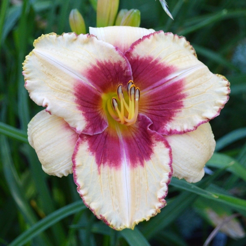 Daylily (Hemerocallis) Candy Bandit