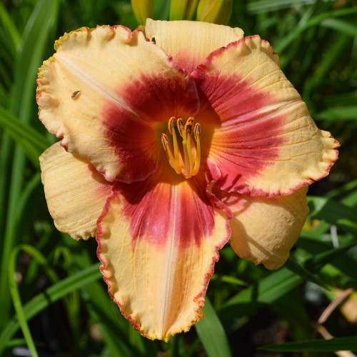Daylily-Candy-Bandit-1200x-DSC 0422