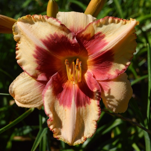 Daylily-Candy-Bandit-1200x-DSC 0543