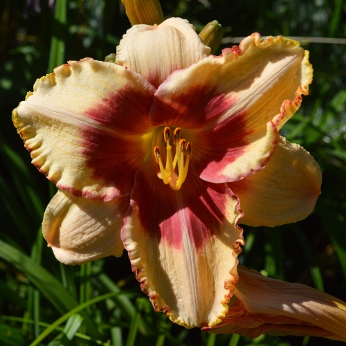 Daylily-Candy-Bandit-1200x-DSC 0550