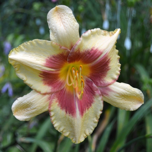 Daylily-Candy-Bandit-1200x-DSC 0812