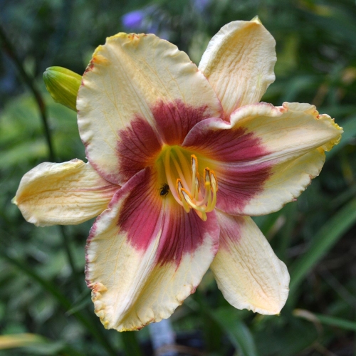Daylily-Candy-Bandit-1200x-DSC 0815