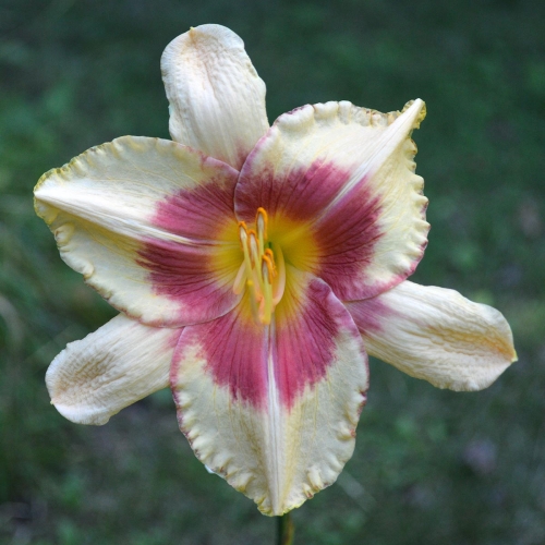 Daylily-Candy-Bandit-1200x-DSC 0819