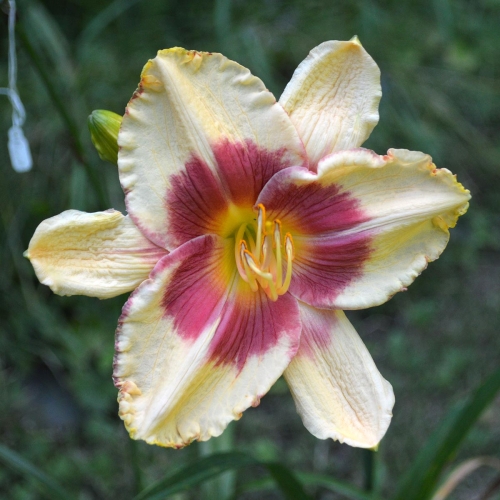 Daylily-Candy-Bandit-1200x-DSC 0821