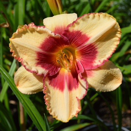 Daylily-Candy-Bandit1200x-DSC 0313