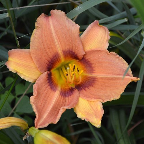 Daylily-Canyon-Lands-1200x-DSC 0602