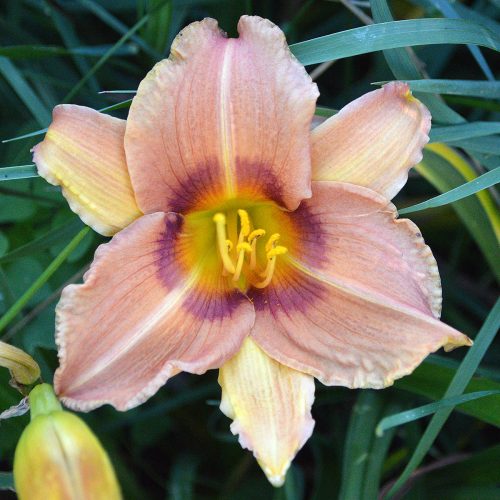 Daylily-Canyon-Lands-1200x-DSC 0668