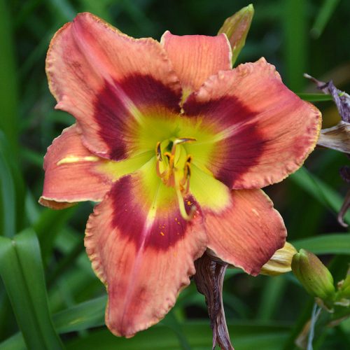 Daylily (Hemerocallis) Carnival in Mexico