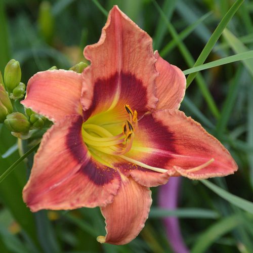 Daylily-Carnival-In-Mexico-1200x-DSC 0298