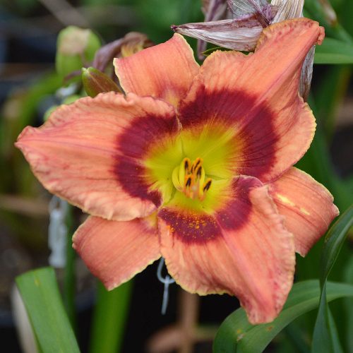 Daylily-Carnival-In-Mexico-1200x-DSC 0436