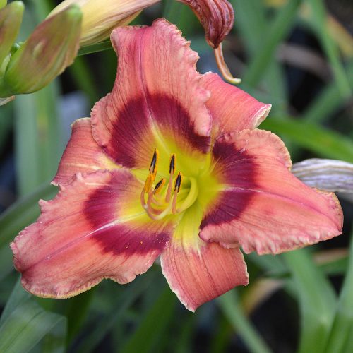 Daylily-Carnival-In-Mexico-1200x-DSC 0691