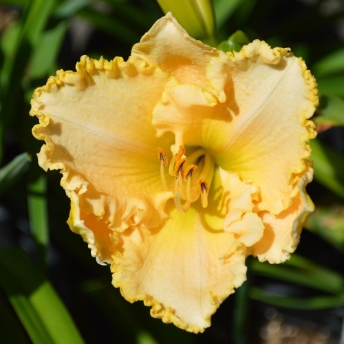 Daylily-Carnivorasaurus-1200x-DSC 0288