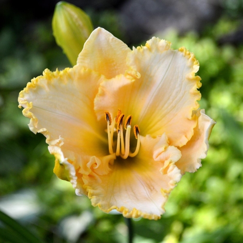 Daylily-Carnivorasaurus-1200x-DSC 0328