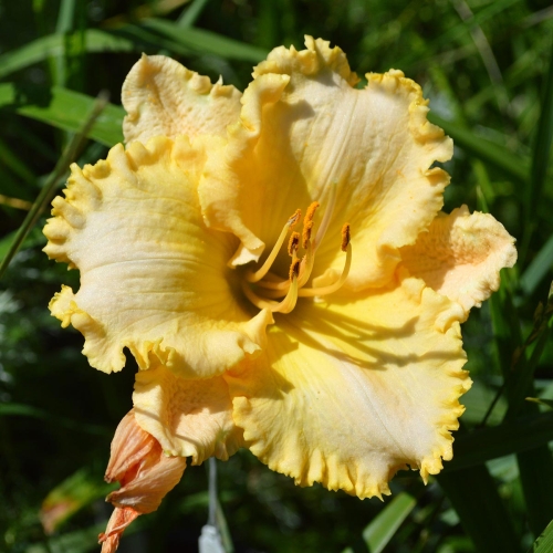Daylily (Hemerocallis) Carnivorasaurus